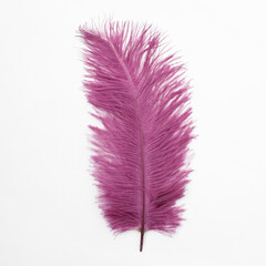 Pink ostrich feather isolated on white background