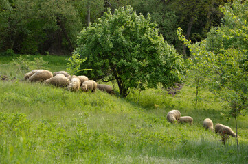 herd of sheep eating green grass