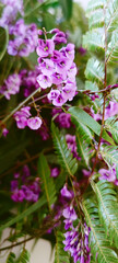 Lilac and purple fresh flowers background