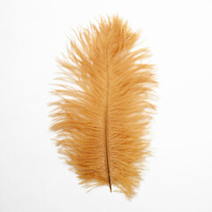 Yellow ostrich feather isolated on white background