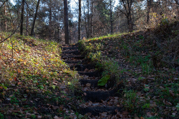 stairs from the ground in the forest