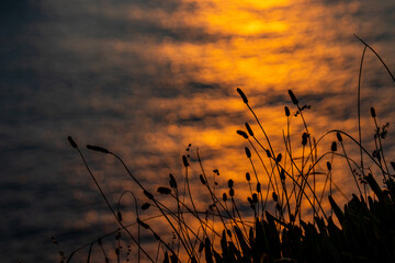 Water, ocean, light reflecting on waves, leaves, silhouette.