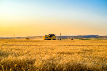 Fototapeta premium combine harvester working in the field