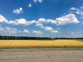 Beautiful landscape, yellow wheat field, road, trees and blue sky with white clouds