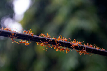 a group of colonized ants is walking towards a new place