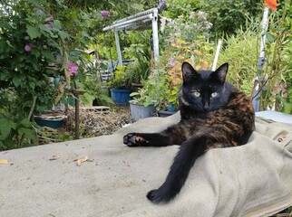 Chat dans le jardin