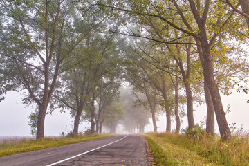Summer foggy morning. Big trees valley. Driving Magical Poplar Forest