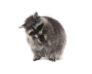 Cute funny common raccoon isolated on white © New Africa