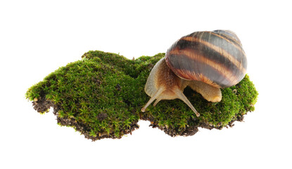 Common garden snail crawling on green moss against white background