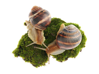 Common garden snails crawling on green moss against white background, top view