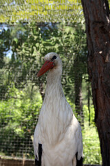 A white stork in the zoo.