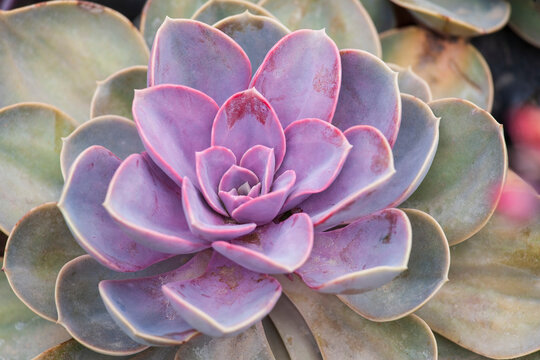 Bright colored leaves of a hybridized Echeveria "Perle von N&uuml;rnberg"