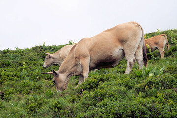 Vache Aubrac sur les pentes du volcan, Cantal, Auvergne