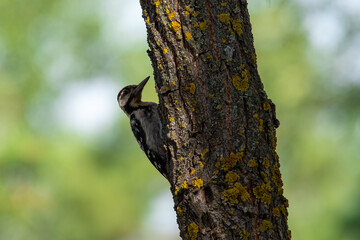 Dendrocopos syriacus sit on tree
Syrian woodpecker sit on branch Volgograd region, Russia.