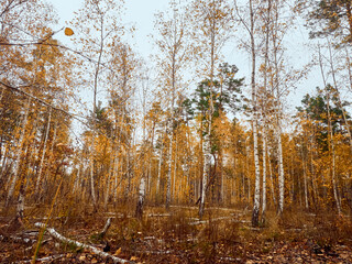 Autumn forest with yellow birches.