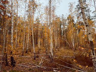 Autumn forest with yellow birches.