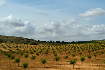 Harvest field under dark cloudy skies