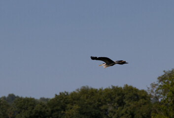 king in flight on a background of forest