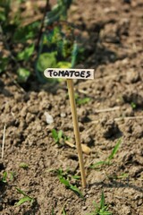 bed of vegetables with a stick designating tomatoes