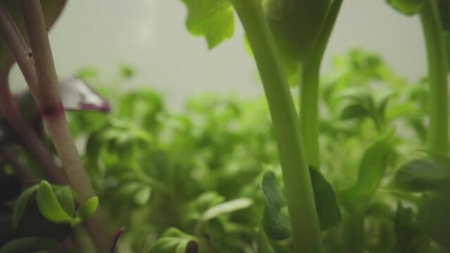 Micro greens spring sunflower Germination Fresh Green eco system 