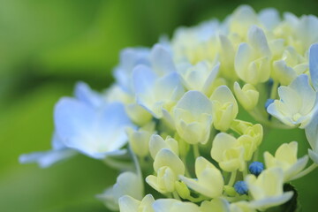 Fototapeta premium 開花前の青い紫陽花