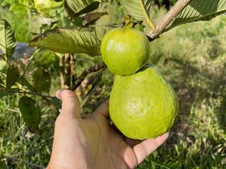 Guava fruits on hand