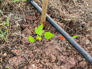 Baby papaya tree plantation