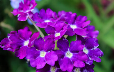 Fototapeta na wymiar Purple Garden Verbena Flowers
