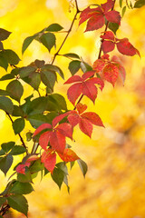 The amazing colors of the autumn, the green and red leaves of the climbing plant Parthenocissus quinquefolia on the background of the yellow leaves of a tree. Natural colorful fall pattern background.