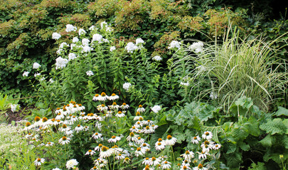 Flowering White Floralscape
