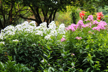 White, Pink, and Red Flowers