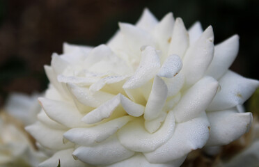 Macro Shot of Moondance Rose