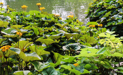 Obraz na płótnie Canvas Yellow Blooming Flowers and Green Plants Near Pond
