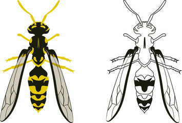 Wasp or Hornet Vector Illustration Fill and Outline Isolated on White Background. Insects Bugs Worms Pest and Flies.