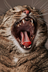Home cat yawns. Open mouth, shows teeth. Closeup portrait.