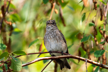 Muscicapa striata sit on tree
Spotted flycatcher sit on branch Volgograd region, Russia.
