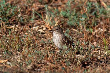 Fototapeta premium Muscicapa striata sit on tree Spotted flycatcher sit on branch Volgograd region, Russia.