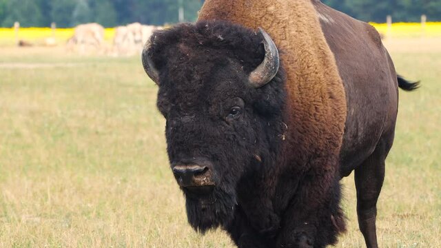 Wild Bison in the meadow, Portrait of American bison, Protection of Nature Concept. Bisons in their natural environment. Animal in the wild, Wildlife in Nature Reserve, Telephoto lens close up 4k