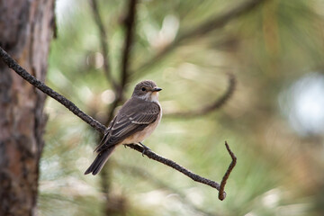 Muscicapa striata sit on tree
Spotted flycatcher sit on branch Volgograd region, Russia.