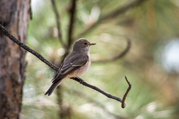 Muscicapa striata sit on tree
Spotted flycatcher sit on branch Volgograd region, Russia.