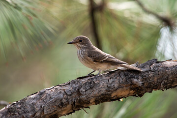 Muscicapa striata sit on tree
Spotted flycatcher sit on branch Volgograd region, Russia.