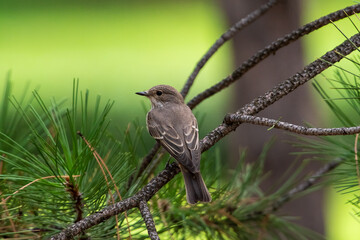 Muscicapa striata sit on tree
Spotted flycatcher sit on branch Volgograd region, Russia.