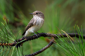 Muscicapa striata sit on tree
Spotted flycatcher sit on branch Volgograd region, Russia.