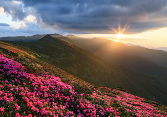 Rhododendron flowers blooming on the high wild mountain hill. Beautiful sunrise on the spring morning. Nature landscape. Location Carpathian, Ukraine, Europe. Wallpaper background.