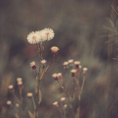 beautiful plants growing in August