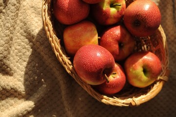 Harvest in a straw basket with a lot of red ripe apples. Washed fresh fruits