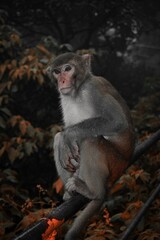 a long macaque