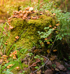 Forest spines grow among the moss on the stump