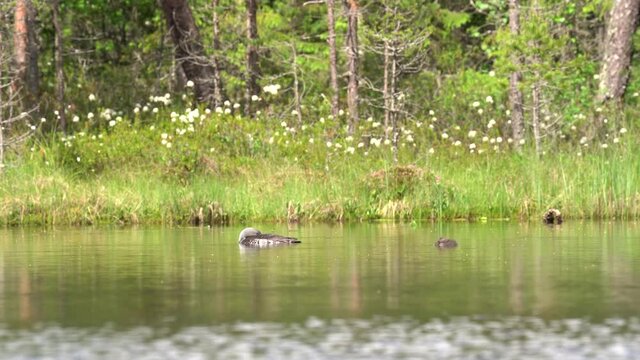 Young Red-throated loon sleeping