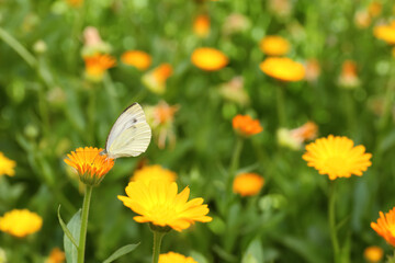Beautiful white butterfly on calendula flower outdoors - obrazy, fototapety, plakaty